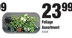 Sentry Foliage Assortment offer