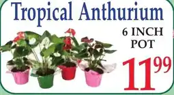 DeMoulas Market Basket Tropical Anthurium offer