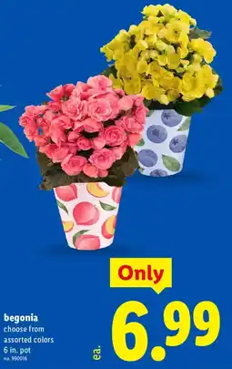 Lidl begonia offer