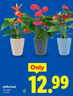 Lidl anthurium offer