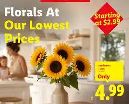 Lidl sunflowers offer