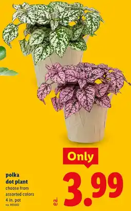 Lidl Polka dot plant offer