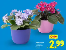 Lidl African violet offer