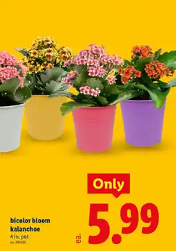 Lidl bicolor bloom kalanchoe offer