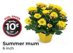 Hy-Vee Summer mum offer