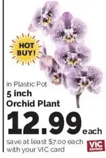 Harris Teeter Orchid Plant offer