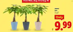 Lidl money tree offer
