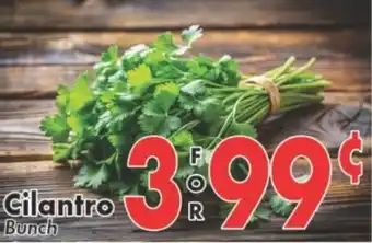 Cilantro Bunch
