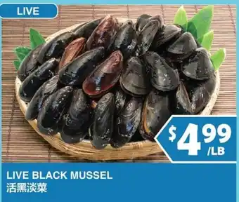 Live Black Mussel