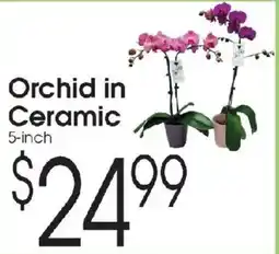 Family Fare Orchid in Ceramic offer