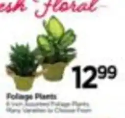 Tops Fresh Floral Foliage Plants offer
