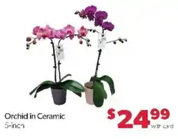 Family Fare Orchid in Ceramic offer