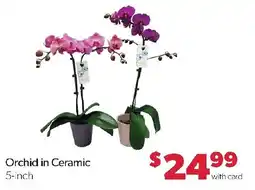 Family Fresh Market Orchid in Ceramic offer