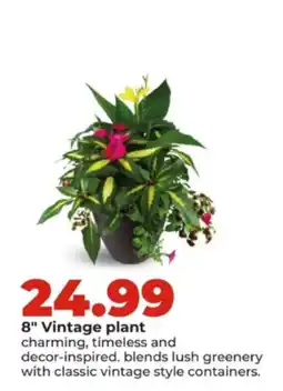 Hy-Vee 8" Vintage plant offer