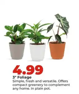 Hy-Vee 3" Foliage offer
