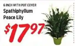 Rouses Spathiphyllum Peace Lily offer