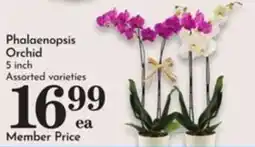 Pavilions Phalaenopsis Orchid offer