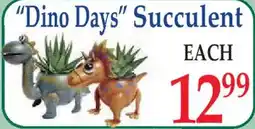 Market Basket Dino Days Succulent offer