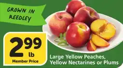 Albertsons Large Yellow Peaches, Yellow Nectarines or Plums offer