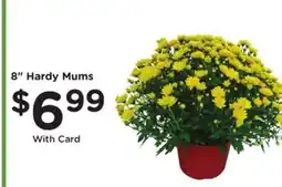 Mariano's 8 Hardy Mums offer
