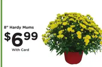 Mariano's 8 Hardy Mums offer