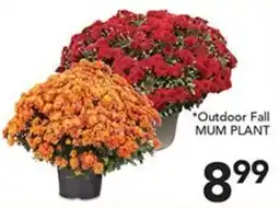 Pete's Fresh Market Outdoor Fall Mum Plant offer