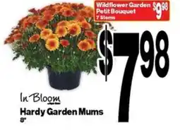 Super Saver In Bloom Hardy Garden Mums offer