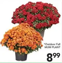 Pete's Fresh Market Outdoor Fall Mum Plant offer