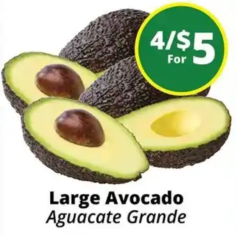 Large Avocado