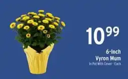 Brookshire's 6-Inch Vyron Mum offer