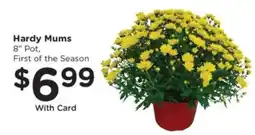 Pick'n Save Hardy Mums offer