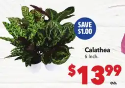 Vallarta Supermarkets Calathea offer