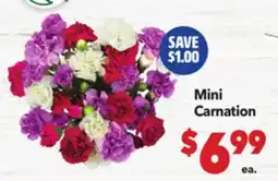 Vallarta Supermarkets Mini Carnation offer