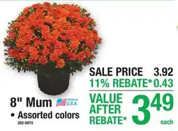 Menards 8 Mum offer