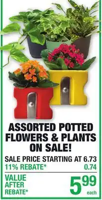 Menards ASSORTED POTTED FLOWERS & PLANTS ON SALE! offer