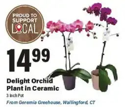 Big Y Delight Orchid Plant in Ceramic offer