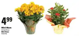 Big Y Mini Mum or Mini Rose offer