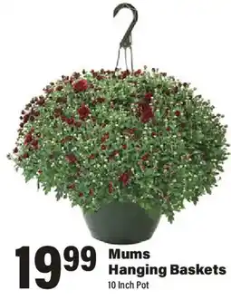Big Y Mums Hanging Baskets offer