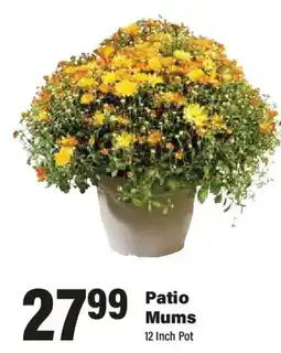 Big Y Patio Mums offer