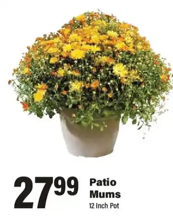 Patio Mums