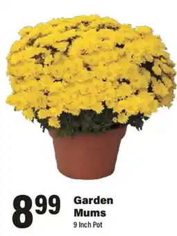 Big Y Garden Mums offer