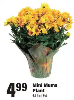 Big Y Mini Mums Plant offer