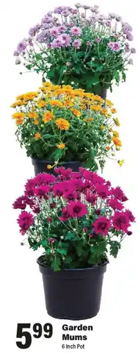 Big Y Garden Mums offer