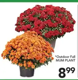 Pete's Fresh Market Outdoor Fall MUM PLANT offer