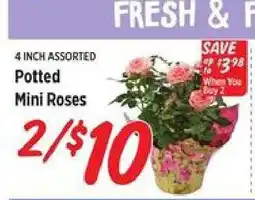 Rouses Potted Mini Roses offer