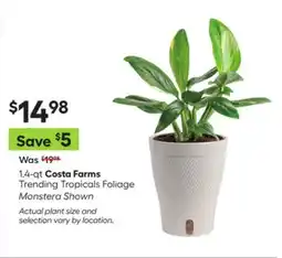 Lowe's 1.4-qt Costa Farms Trending Tropicals Foliage offer