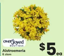 ACME Alstroemeria offer