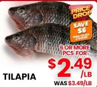 Tilapia