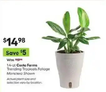Costa Farms Trending Tropicals Foliage Monstera