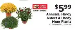 ShopRite Annuals, Hardy Asters & Hardy Mum Plants offer